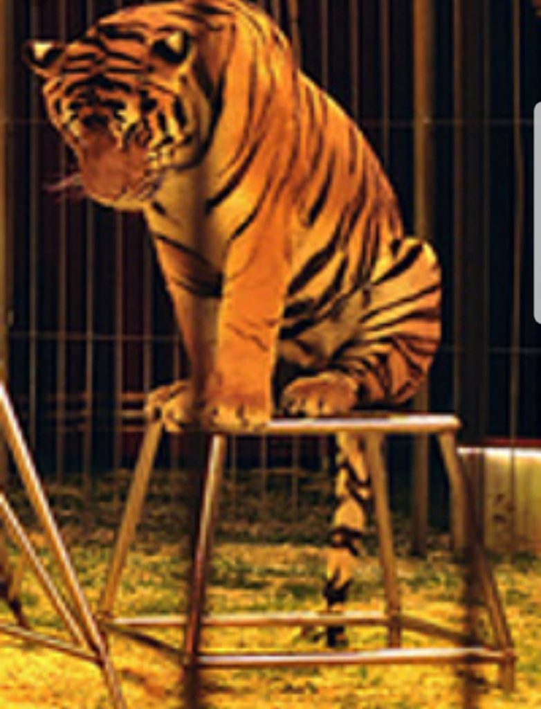 Tigri