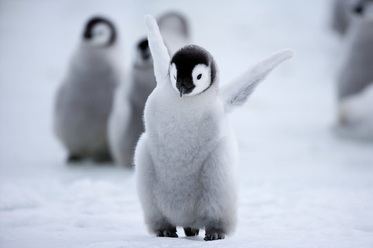 „Pinguin de calitate, dom’le, pinguin crescut la noi!”